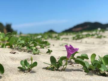 解数字:本期财神送来二造遇芳芳直上天打一肖动物猜一肖