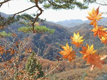 解生肖:四望三五山水绿是什么动物准